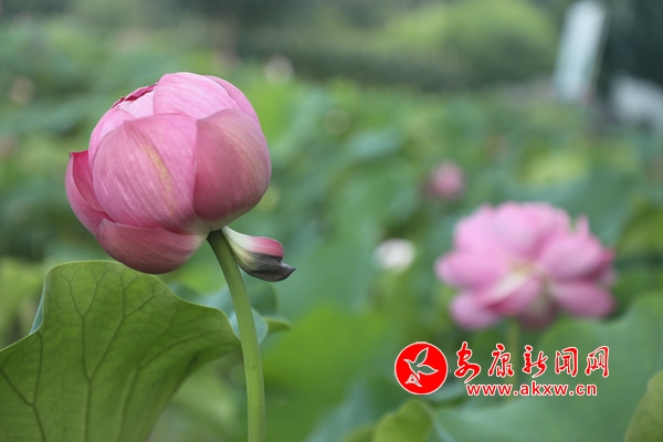 ���ĺɻ��� �ͺ�����ʱ