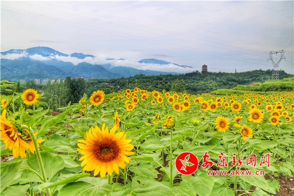 ����������԰����ĶѤ���������续