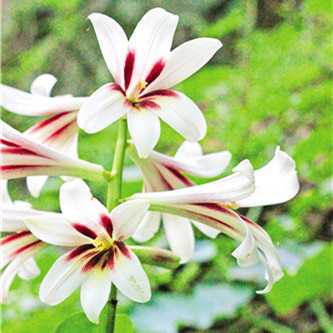 һ֧�����ˮ�㡪����ٺ�