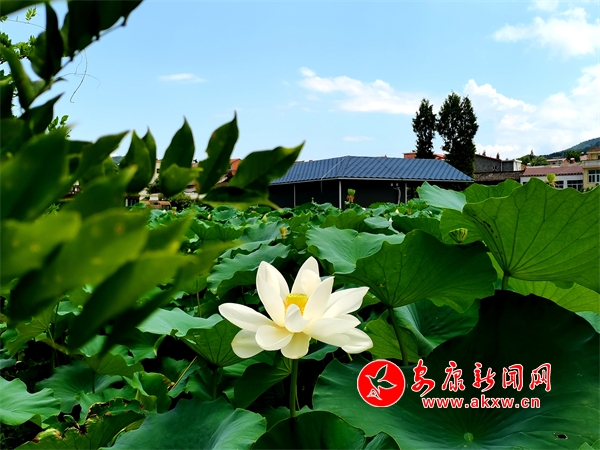 ������ɫ���续