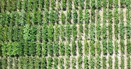 Ϊ�����ӣ����Ĺ��£�