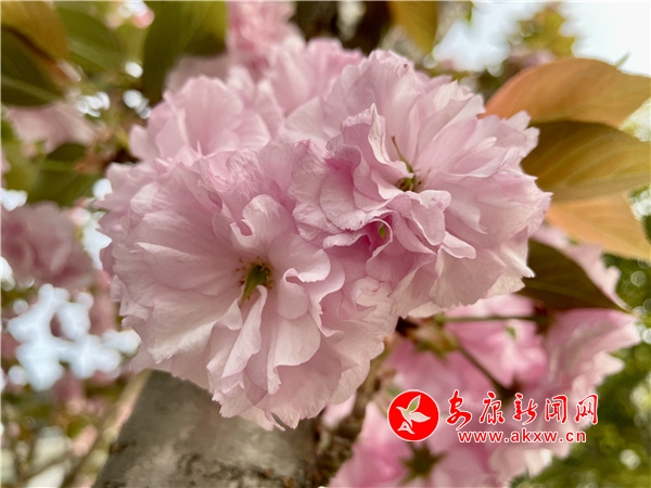 Ѯ���н�կ��ӣ��������֦ͷ