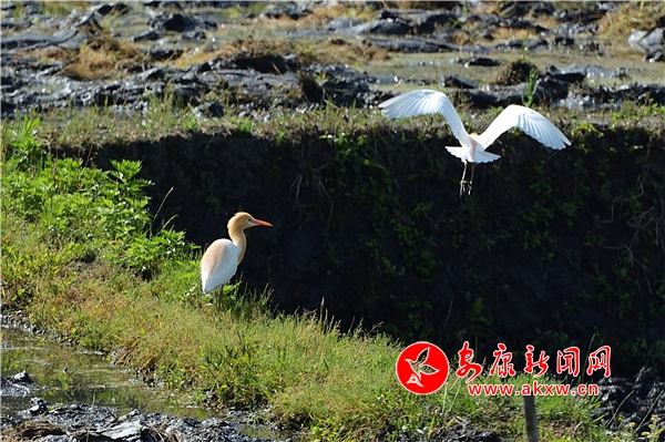 ˮ��ĮĮ �����輯