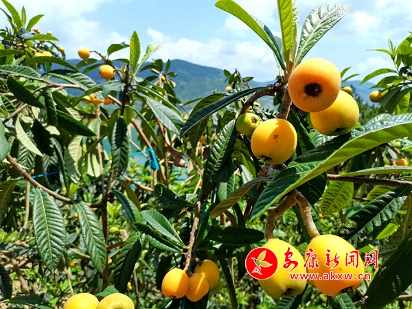 孺�������֦ͷ