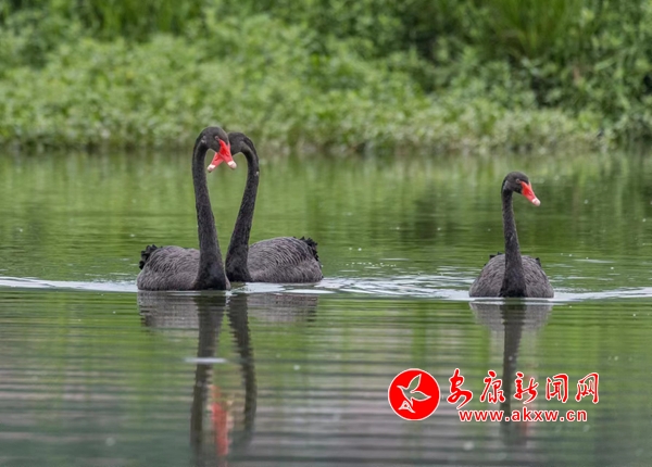 �����������еĺ����