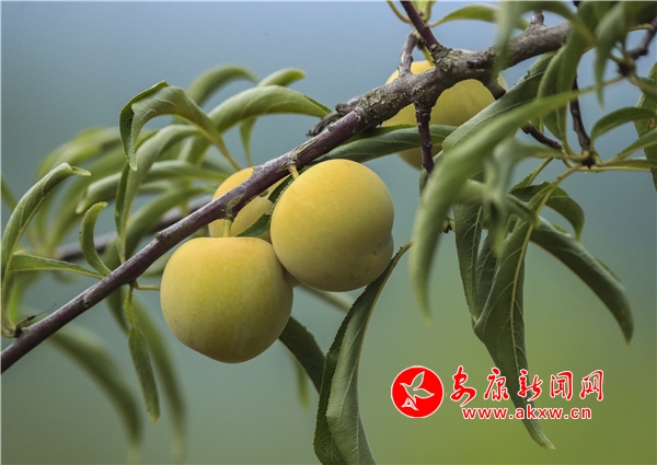 ��ɫ������ �С������