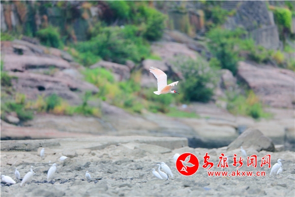 ʯȪ�����q���ػ���