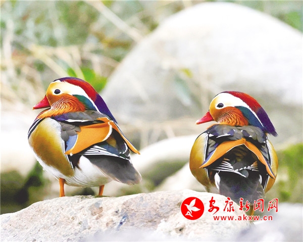 ᰺Ӳ���Ϸԧ��