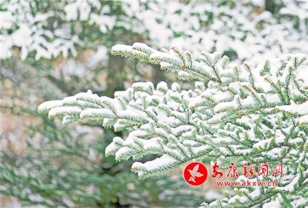 ��ѩ�׷���