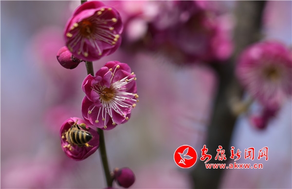 ӣ���׷׺�����