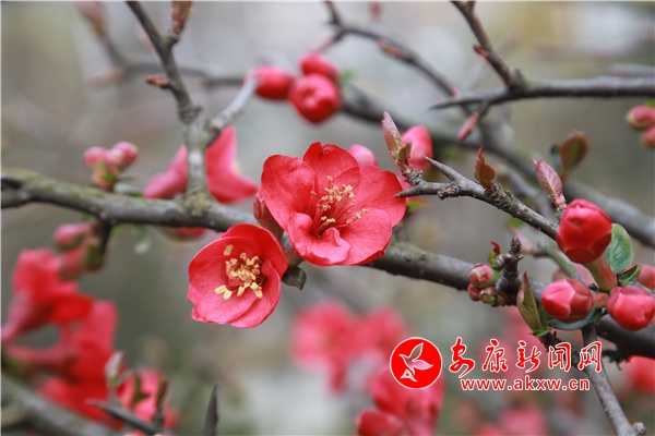 ᰸ް�ɽ��ϡֲ��԰���Ļ������ͻ���