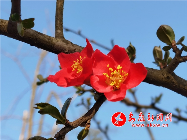 �����أ��������� ��ɫ��Ũ