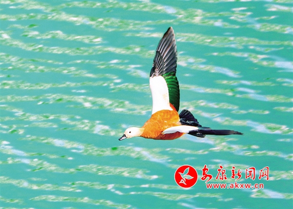 ʯȪ������ˮůѼ��֪