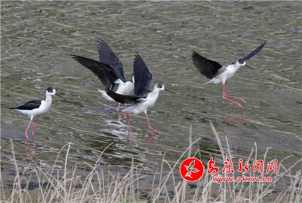 �ڳ᳤������������