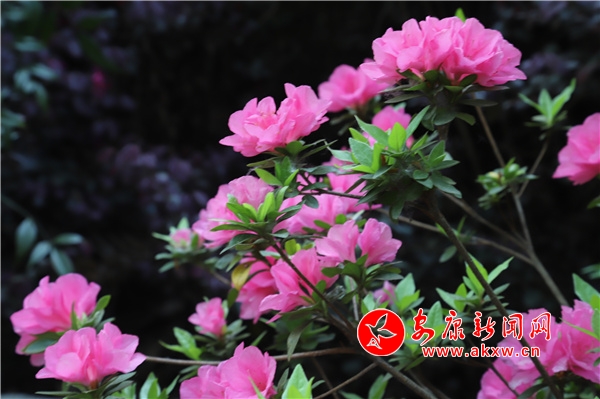 �ž黨ʢ�� ��̬����԰