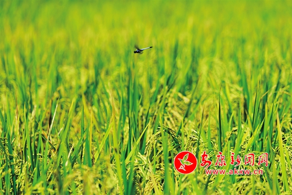 ������ߡ��ᡱ���续