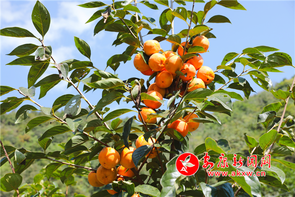 �������Ӹ߸߹�