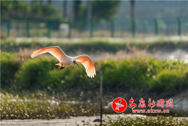 50��ֻ���q���򿨡�����˫��ǧĶ��������