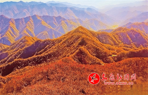 ������ɫ������