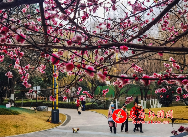 �����Ļ���԰������