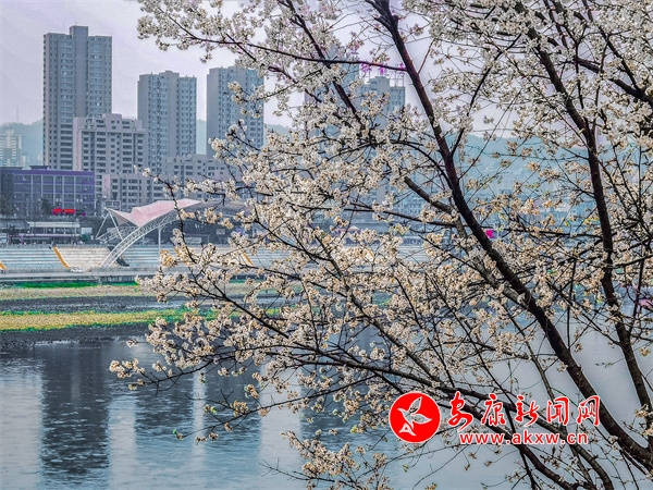 ����������������Ũ