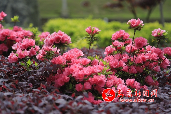 ᰸�ֲ��԰�ž黨ʢ��