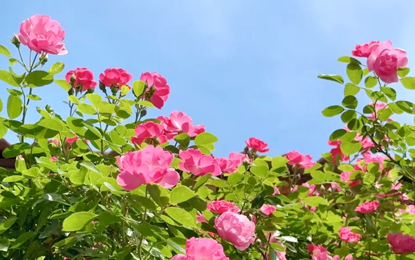 Ǿޱ�������Ƿ� ������������ǽ