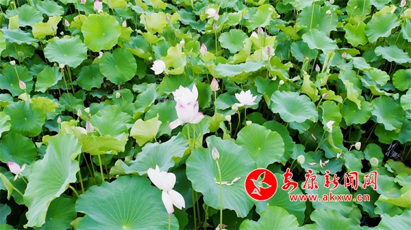 ǧĶ�ɻ�ʢ��