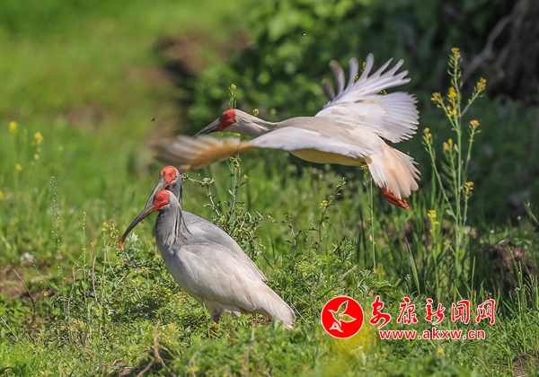 ������ʢ��ʱ�� ���q�ӱ�������Ϸ