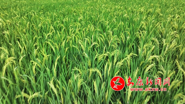 �����ﻨ ��������