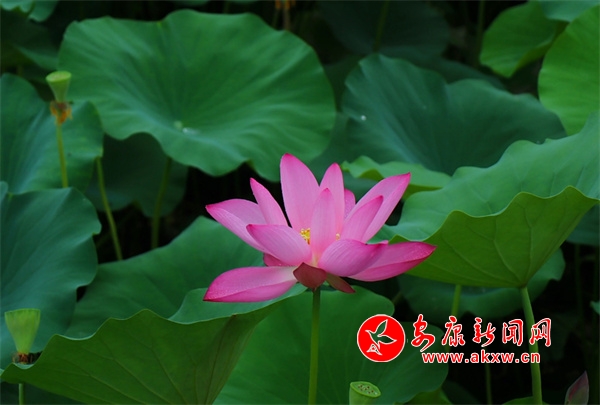 Ѯ����ӣ����١��ɡ�����