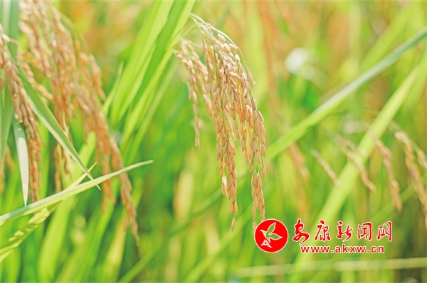 ���Ȼ� ������