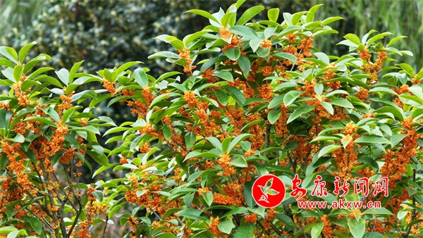 ���ǹ���