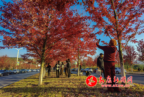 ��Ҷ��������ʱ