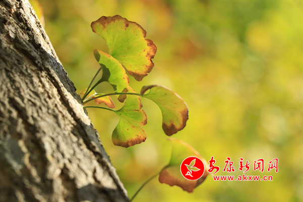 ����һ�����ӻ�