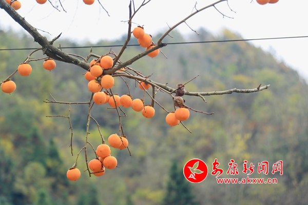 ������Ӻ� ��׺�þ�ɫ