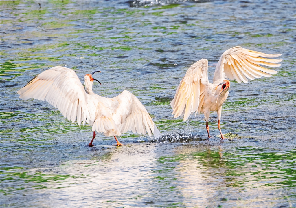 ���q��Ϸ��ʳ