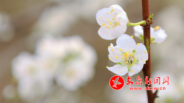 ������ѩӭ����