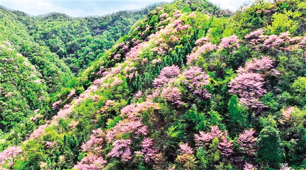 ����ĶҰ�����Ͼ���ɽʢ��