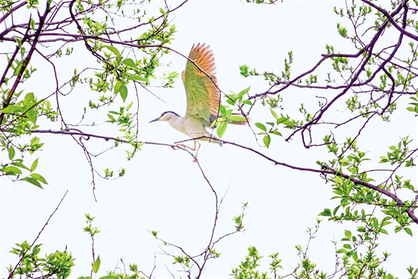 ������֦���³�