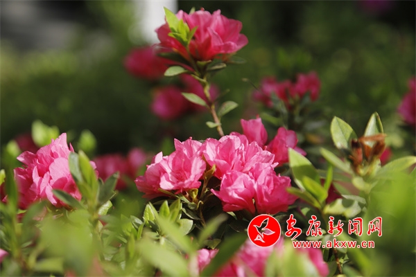 �ž黨��������