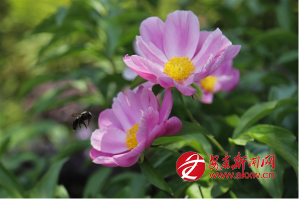 ᰸ޣ���ҩ����ӭ����