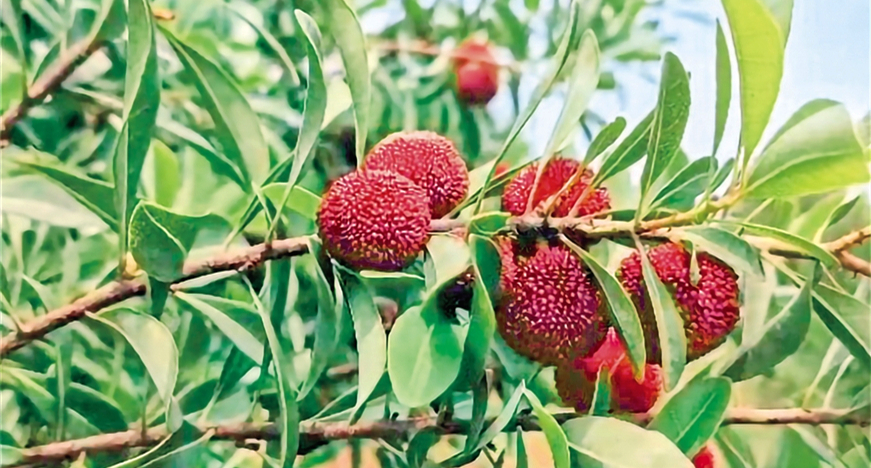 ��Ķ��÷����ʢ����