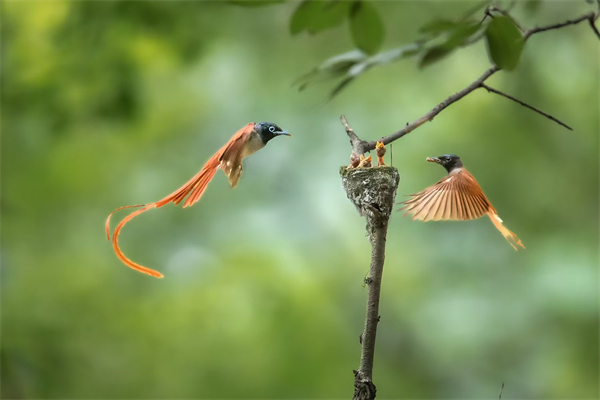 �ذ����� ��ˮ����