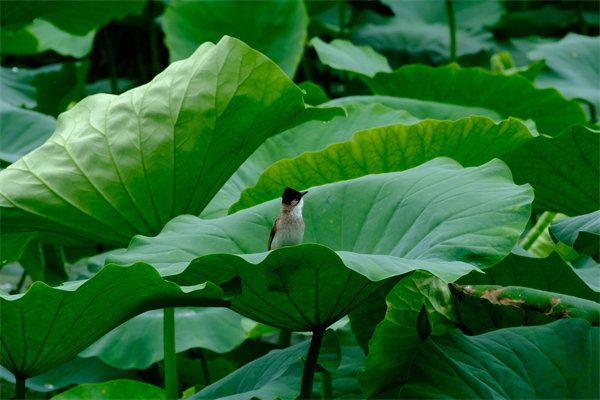 ��ǰɽ��ˮ�� �����������