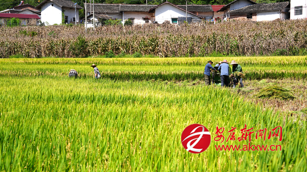 ˮ�������ȹ��