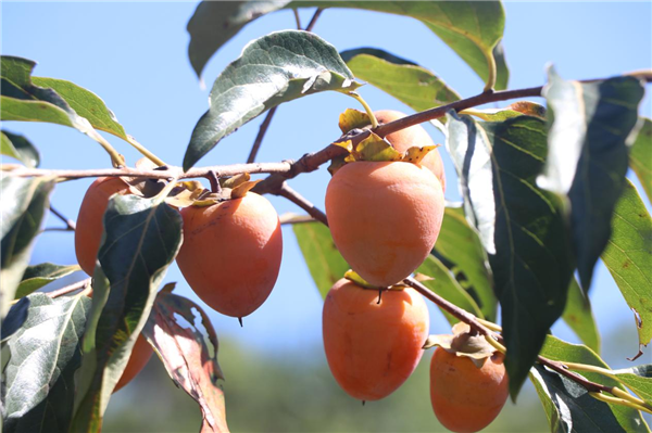 ���Ӻ��� ���⽥Ũ