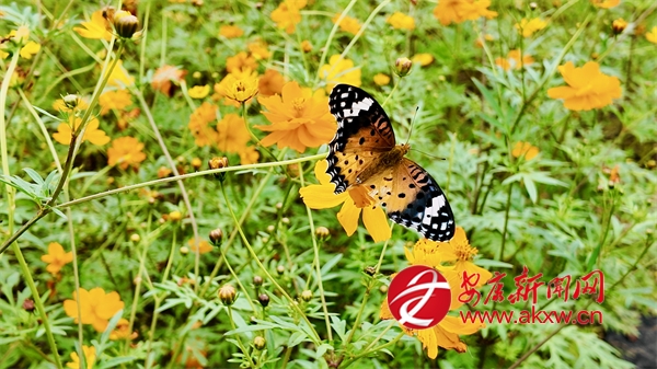 �պ�ʢ��������