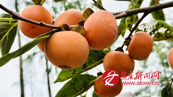 ��������ǧ�����硱���Ӻ�