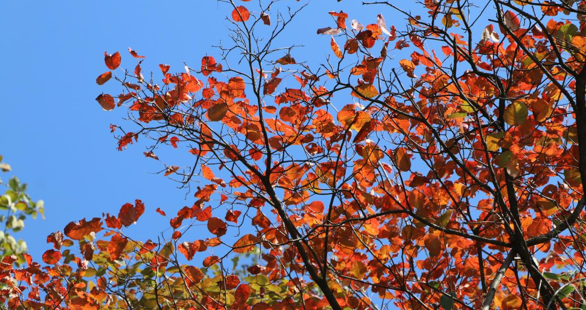 ��ɽ��Ҷ�Ʋ�ϼ